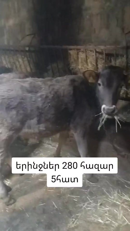 TikTok video thumbnail by 1232__2