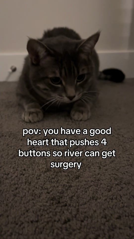 TikTok video thumbnail by riverthecatt