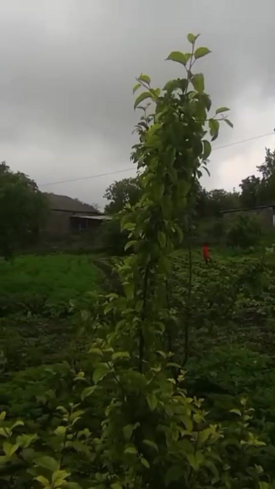 TikTok video thumbnail by dffk113