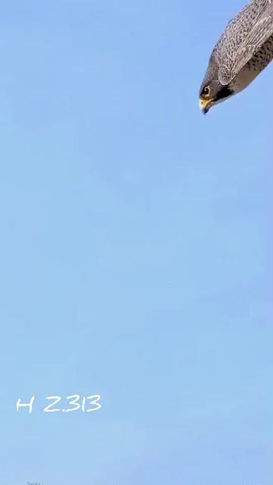 TikTok video thumbnail by hunter_zehri313