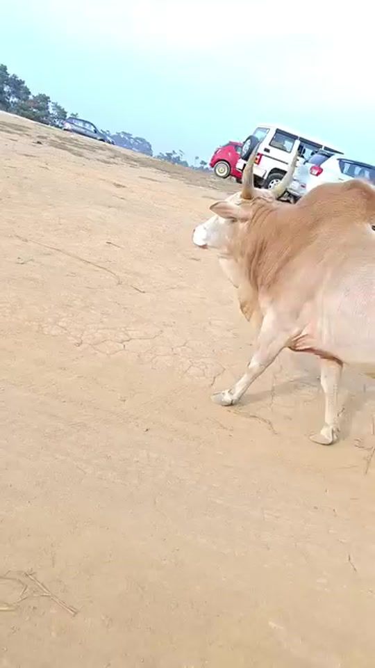 TikTok video thumbnail by zamuyye