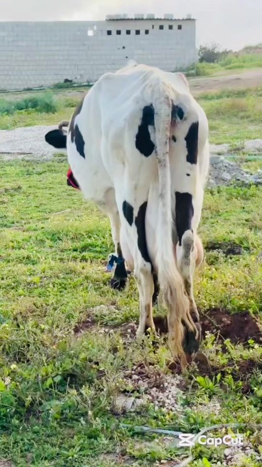 TikTok video thumbnail by kaled12a6