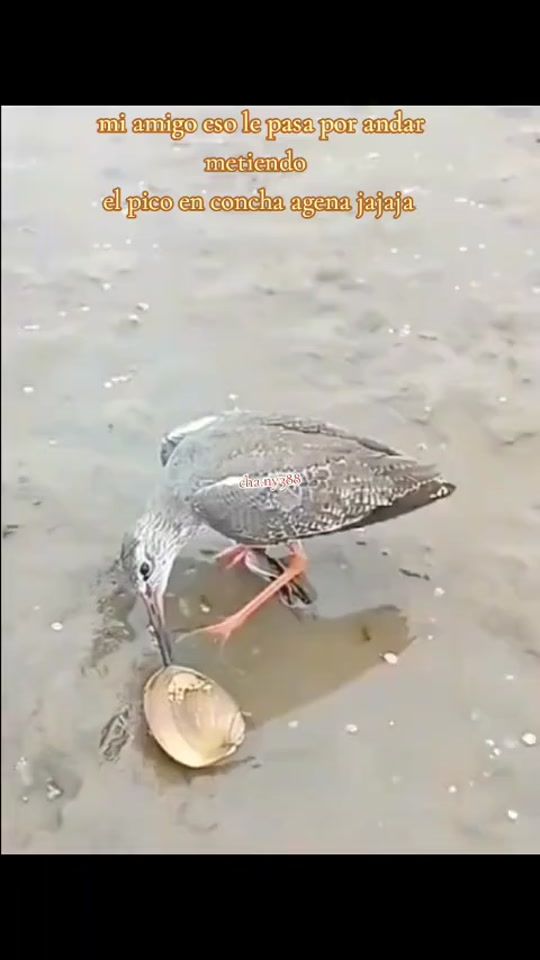 TikTok video thumbnail by cha.ny388