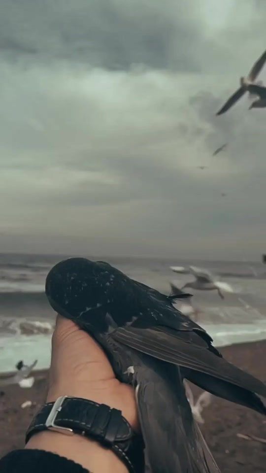 TikTok video thumbnail by kagedstriker