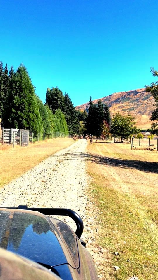 TikTok video thumbnail by nzdeerfarming