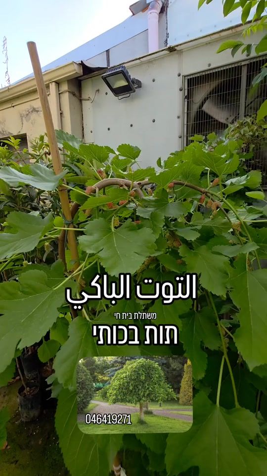 TikTok video thumbnail by mashtal.baithay