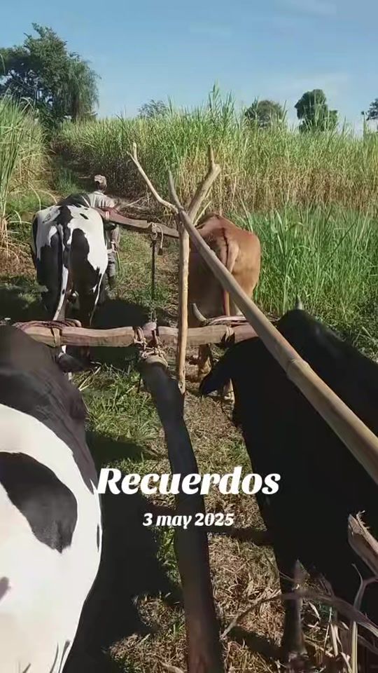 TikTok video thumbnail by hugo.ramn.bentez.g