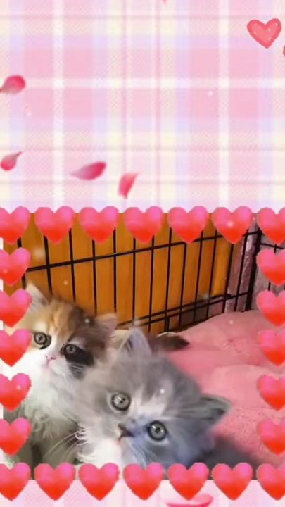 TikTok video thumbnail by pay3094