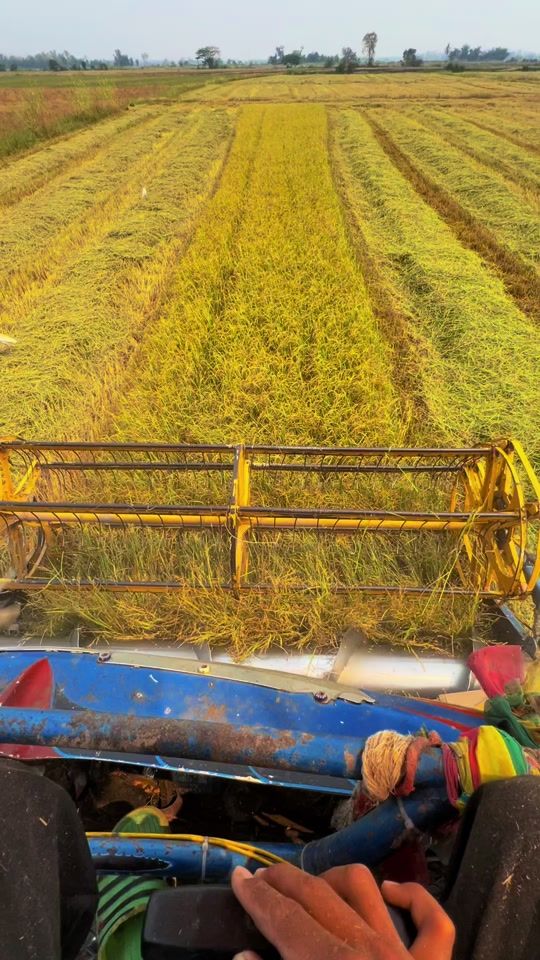 TikTok video thumbnail by giftnatthawut