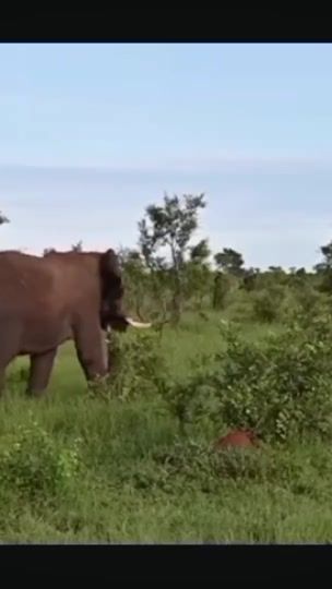 TikTok video thumbnail by wildking59