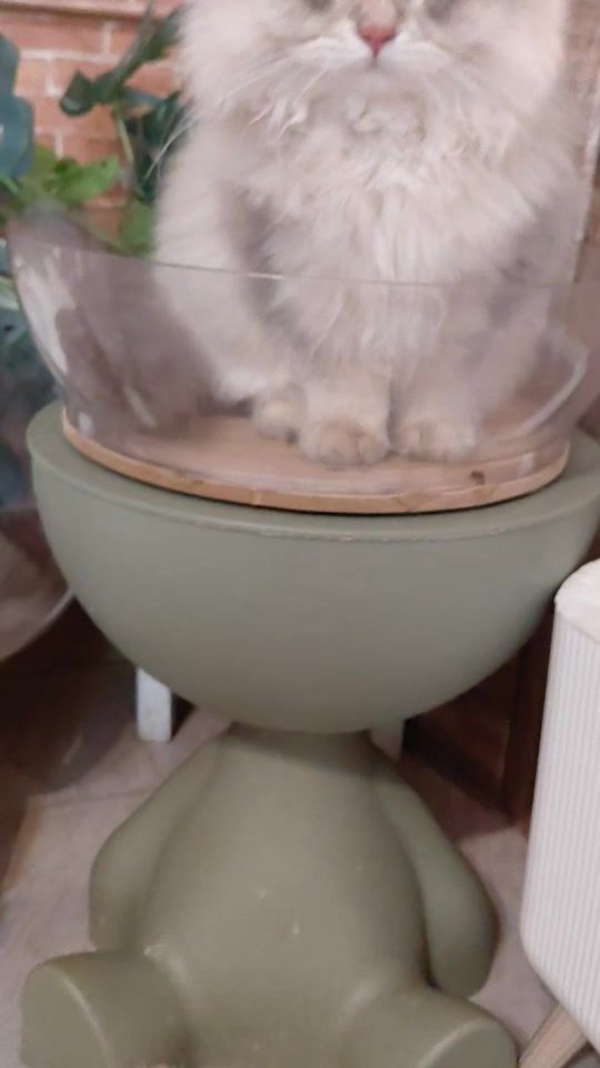 TikTok video thumbnail by gatejung.28