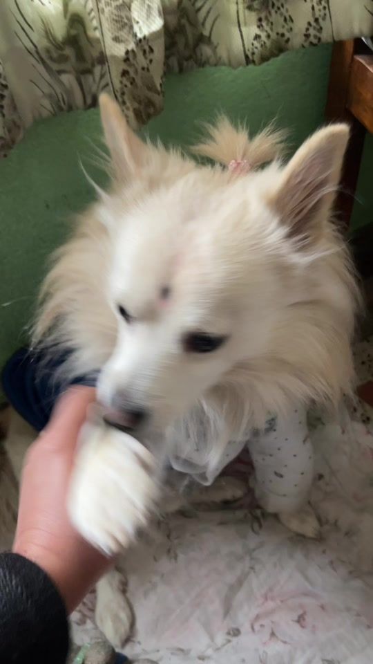 TikTok video thumbnail by puntu18