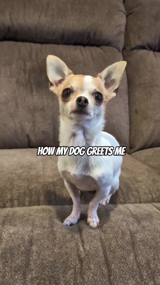 TikTok video thumbnail by frankiegusandlucy