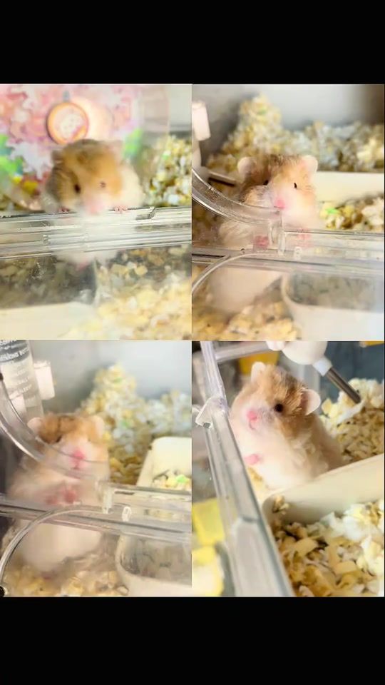 TikTok video thumbnail by hank_1109