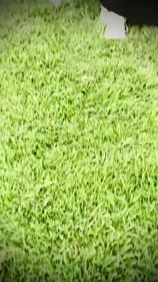 TikTok video thumbnail by juweriyoa