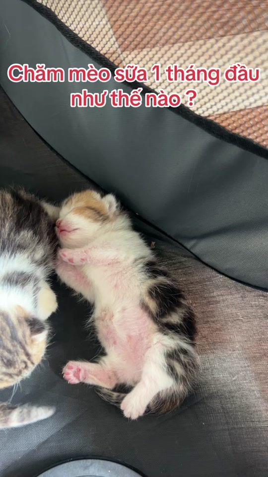 TikTok video thumbnail by bao_boi_pett