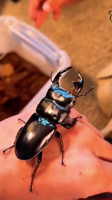 TikTok video thumbnail by curiouscreations447