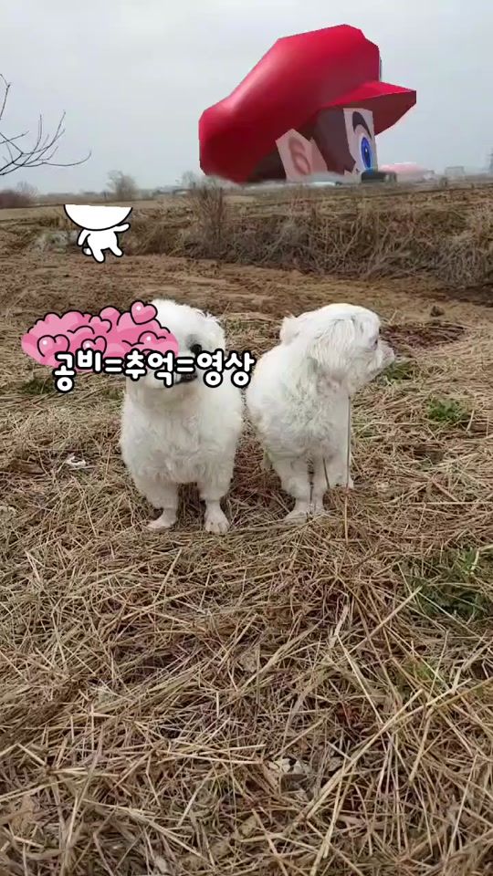 TikTok video thumbnail by sujkjjk