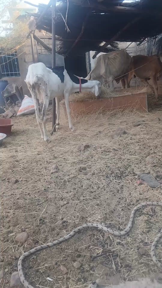 TikTok video thumbnail by sambaaboubah