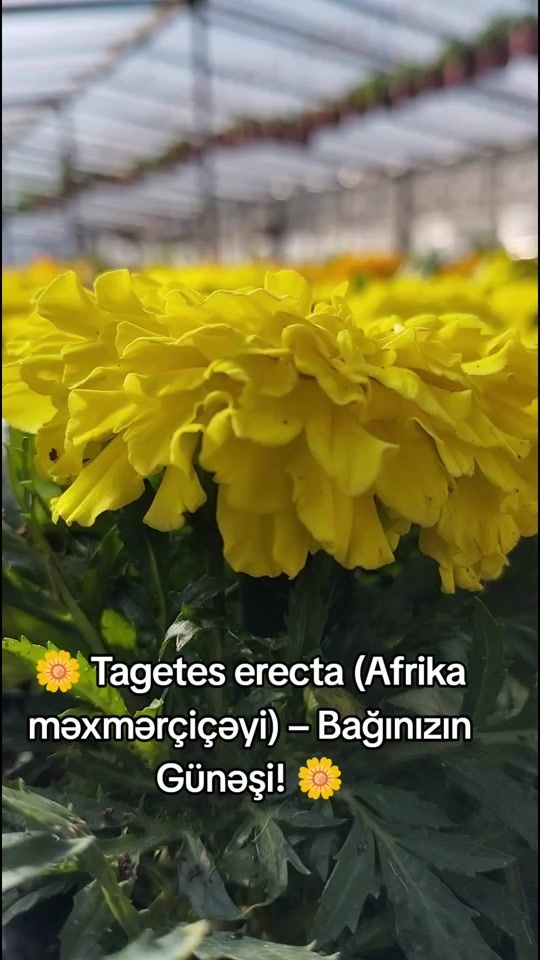 TikTok video thumbnail by nardaran_gulculuk_