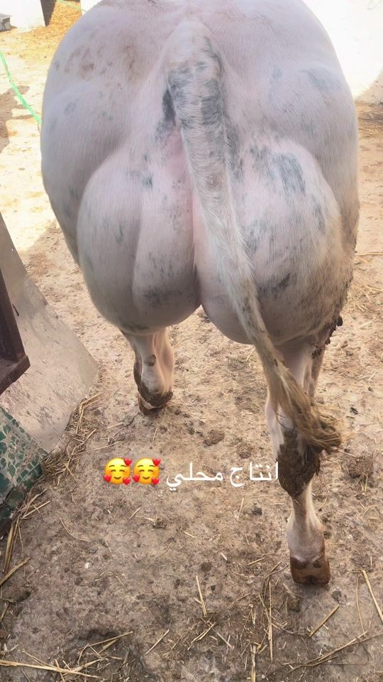 TikTok video thumbnail by khaledcherif1