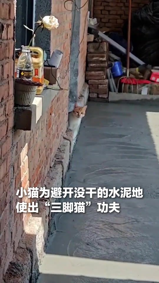 TikTok video thumbnail by lucax9989