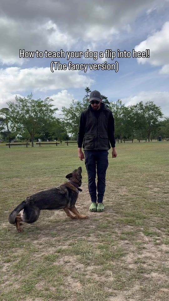 TikTok video thumbnail by jamiethedogtrainer