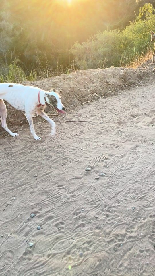 TikTok video thumbnail by galgoslaserenapantiatn