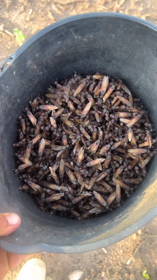 TikTok video thumbnail by canaltanaroca