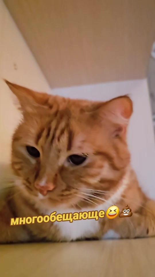 TikTok video thumbnail by sibiryak_kuzik