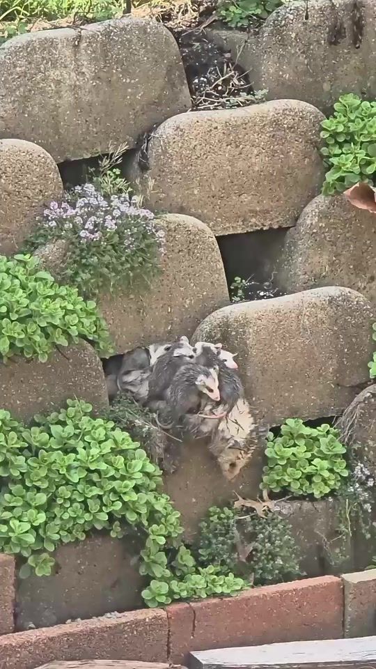 TikTok video thumbnail by wildlife.94