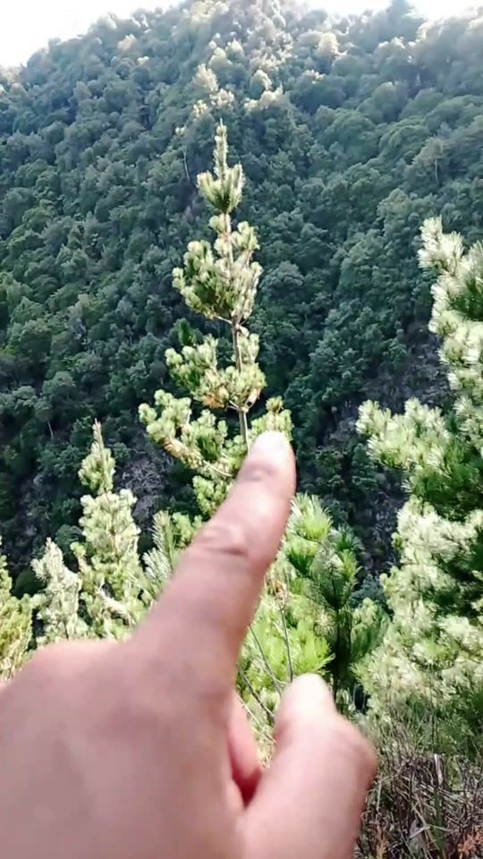 TikTok video thumbnail by bush2beach.hb