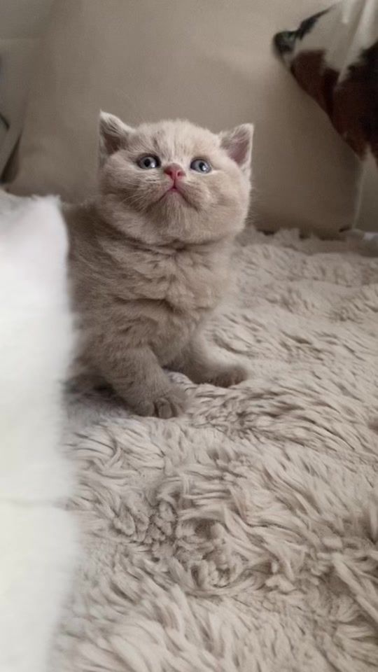 TikTok video thumbnail by tekininkedileri01
