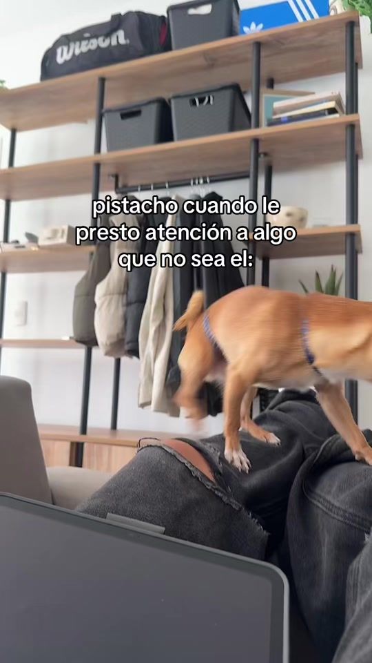 TikTok video thumbnail by soypistacho___