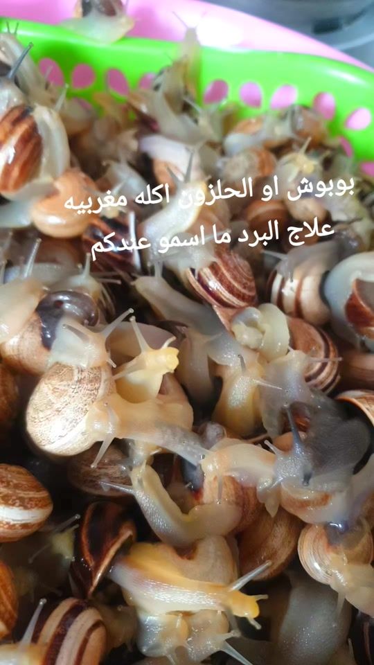 TikTok video thumbnail by halimatiktok