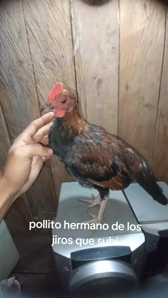 TikTok video thumbnail by estibenvargas09