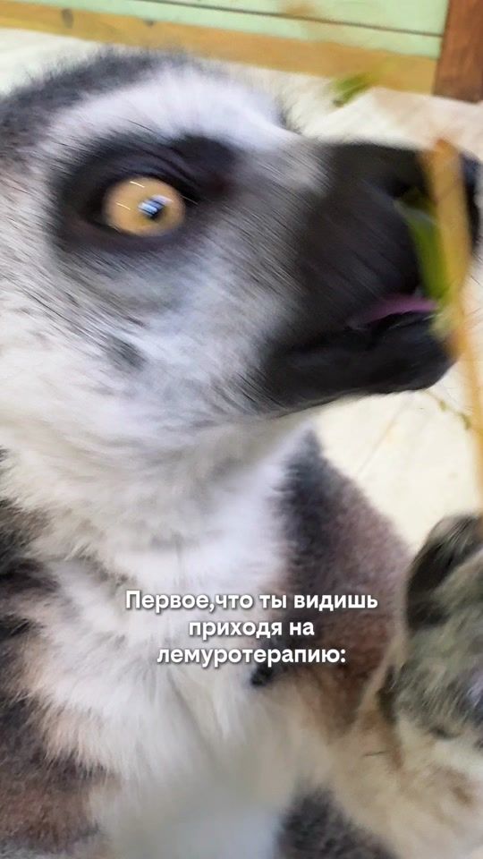 TikTok video thumbnail by animalspark.by
