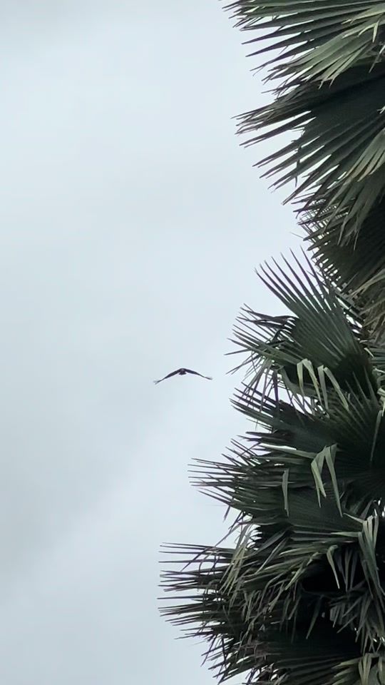 TikTok video thumbnail by fawassa0