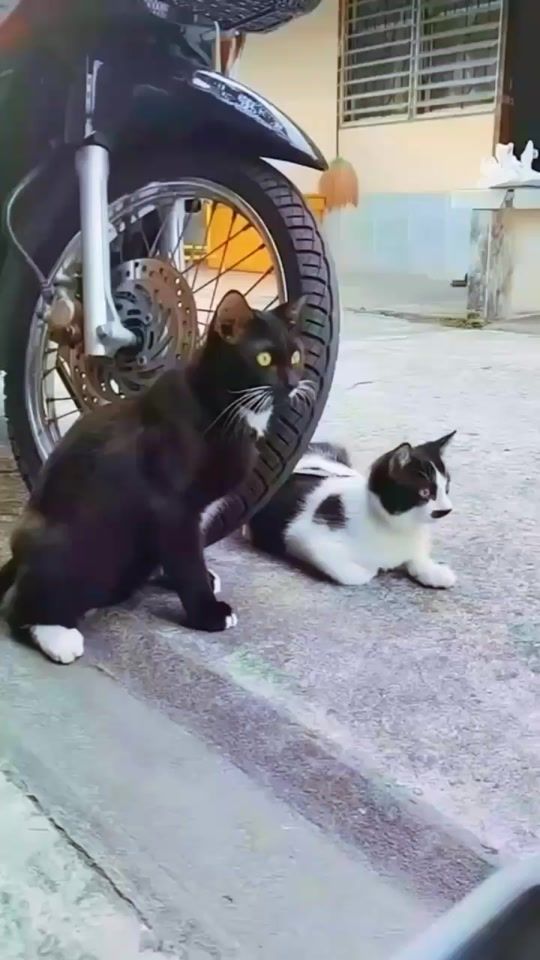 TikTok video thumbnail by nabilblak0