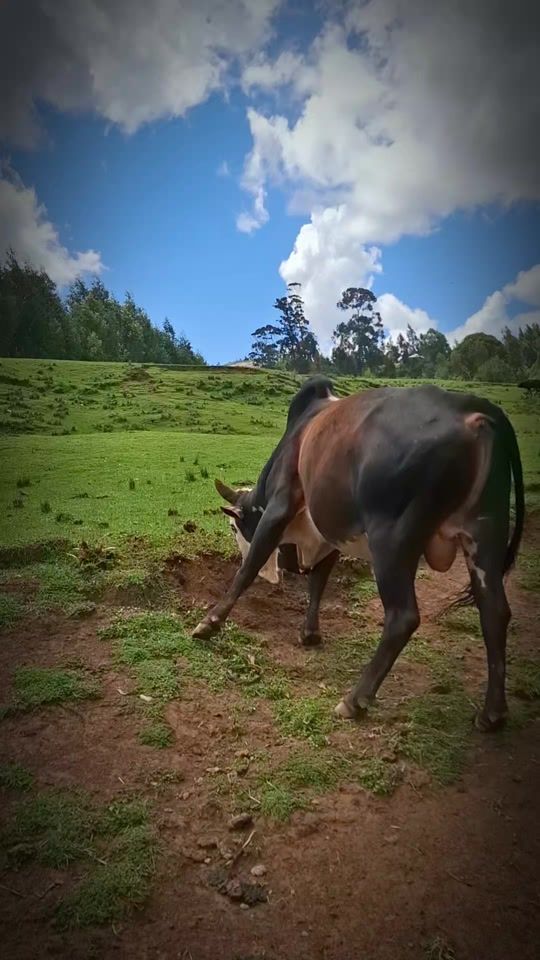 TikTok video thumbnail by kingmidea