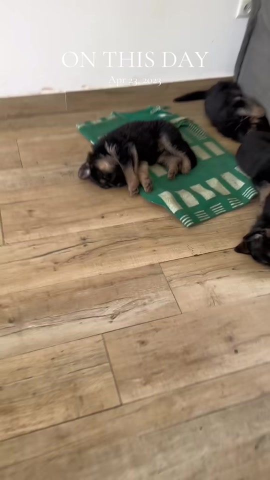TikTok video thumbnail by samuelandgsd