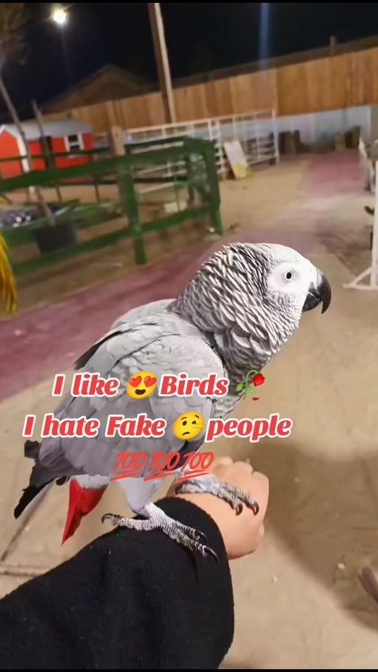 TikTok video thumbnail by rishufathima