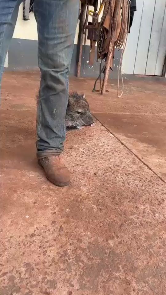 TikTok video thumbnail by wuilian.sanche