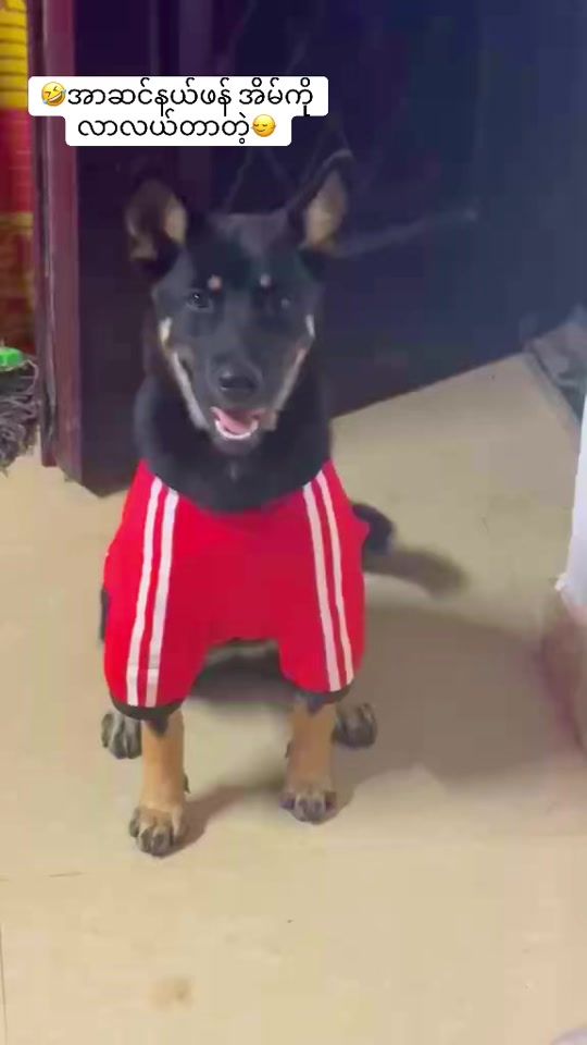 TikTok video thumbnail by burmese445