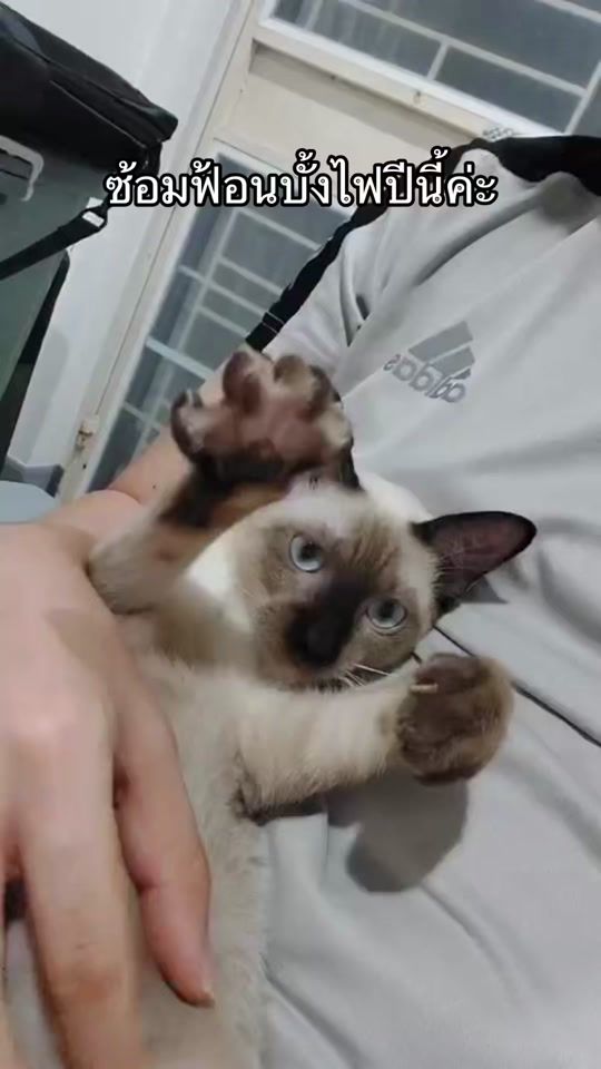 TikTok video thumbnail by aommiedarin