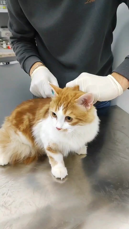TikTok video thumbnail by vet.dr.eli