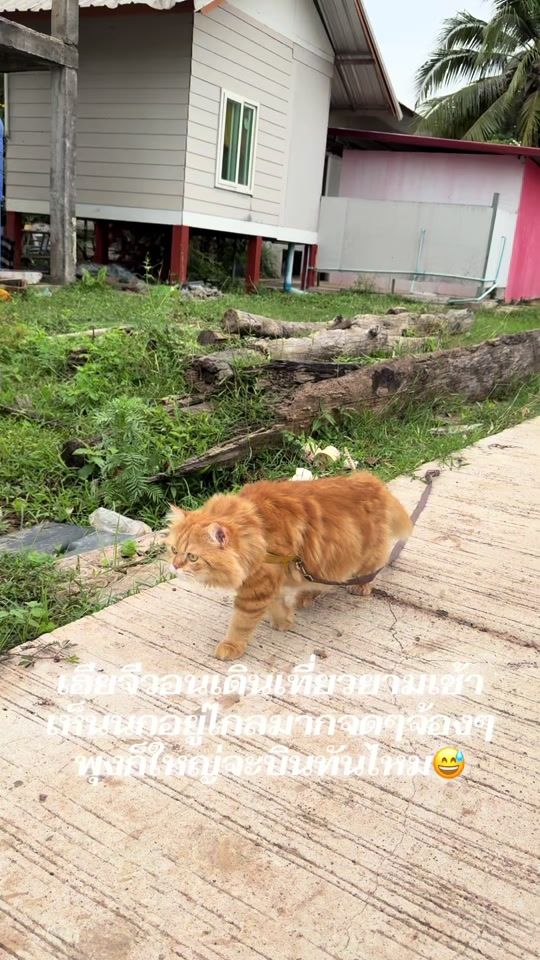 TikTok video thumbnail by ge_won116635885