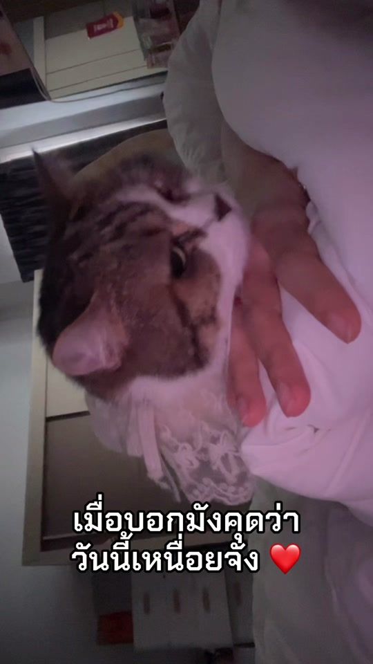 TikTok video thumbnail by sine.dnas