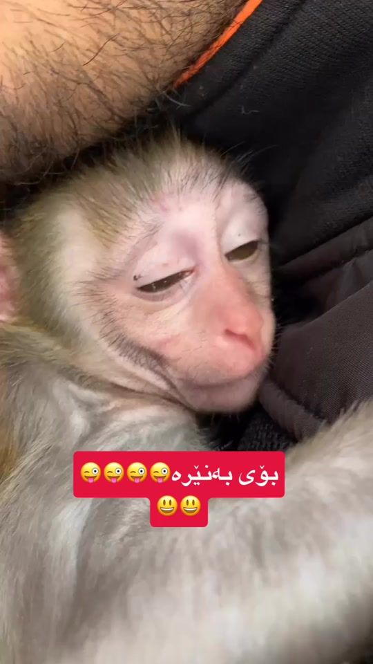 TikTok video thumbnail by shex_bako13
