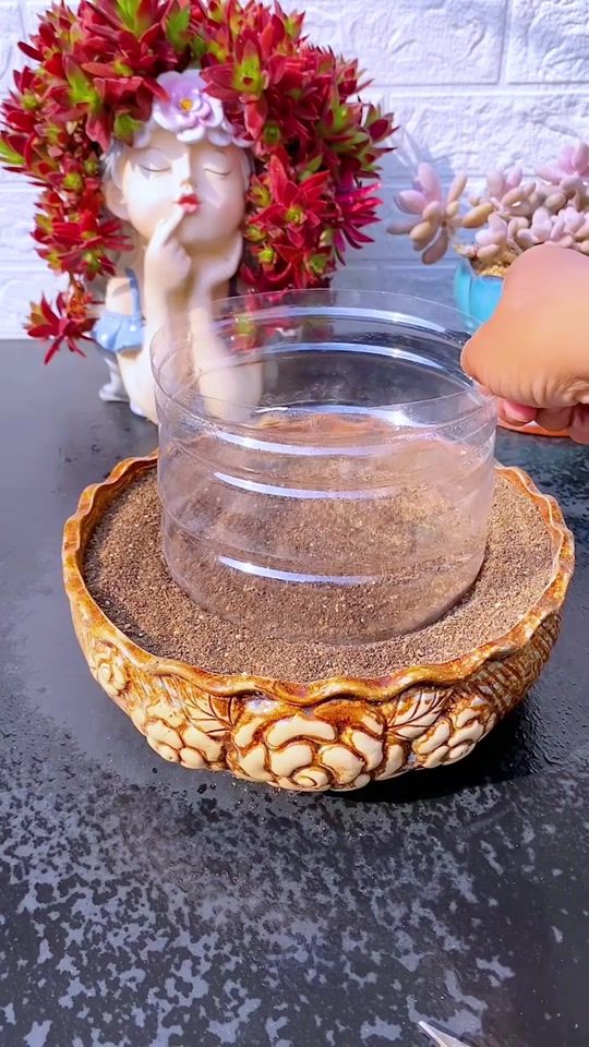 TikTok video thumbnail by succulent.nursery